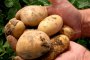 Зелени картофи и други отрови