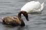 Лебед умря от нефтеното петно на Варненския плаж 