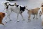 11 хиляди бездомни кучета бродят из София