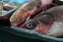 Търговци : Рибният пазар по Черноморието е свит 