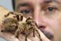 Гигантски отровни паяци ужасиха австралийски град 