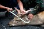 Ловци протестират срещу новия закон за лова 