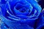 Пускат първите генетично модифицирани сини рози