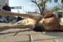 Скандал в Пловдив- умъртвяват кучета с опасна за деца отрова 