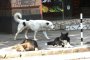 Масово тровят бездомните кучета в Бургас 