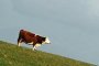 ДФЗ изплати 3.6 млн. лв. субсидии за кравето мляко