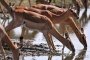 12 000 редки антилопи измират в Казахстан