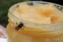 Телефоните отговорни за изчезването на пчелния мед