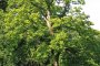 Садят нови дървета по софийски булеварди