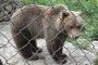 МОСВ издаде разрешение за отстрел на мечката в Баните