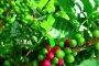 Зелените кафе зърна борят стареенето