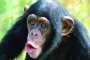 Бебета-шимпанзета на шопинг в китайски мол