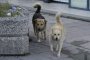 Четири лапи ще кастрира бездомни животни в Кюстендил до края на месеца