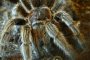 Австралиец ще живее 3 седмици сред паяци 