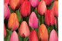 Властите в Румъния забраниха вноса на цветя от Холандия.