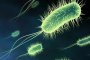 бактерии-убийци 