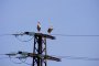 Дружеството за защита птиците изолира над 300 електрически стълба 