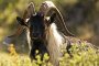 Слагат GPS на 10 диви кози от защитен вид