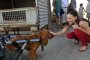 Хилaри Суонк е фенка на бездомните кучета