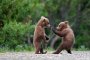 Забраниха лова на кафявите мечки