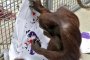 Орангутан-художник с изложба на картини