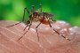 Любопитно: Комарите нападат по-често възрастни и спортисти