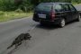 «Четири лапи» настоява за наказания заради умъртвеното куче от Тополово