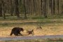 Четири лапи разкрива незаконни боеве с мечки в Украйна