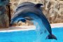  МОСВ дава 3,5 милиона лева за броене на делфини