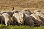 Шофьор на лека кола блъсна и уби 34 овце на главния път край Ихтиман