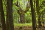 Държавата да създаде природен парк „Родопи“