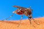 Невиждано от 15 години нашествие на комари по морето