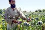 Опиумният мак в Афганистан достигна нов рекорд