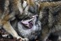 Вълци атакуват панагюрските села