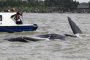 Близо 200 кита заседнали на плаж в Нова Зеландия