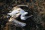 21 мъртви пеликани в "Сребърна"