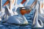 Птичи грип по пеликани в делтата на Дунав