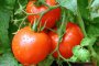 Родните домати - над 3 лв./кг на едро