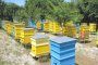 Пари за кошери на още 78 пчелари отпусна ДФЗ