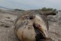 Морето изхвърли 17 мъртви делфина 
