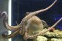 Убиха 2 октопода и 5 сепии в Природонаучния музей в Пловдив