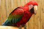 Най-голямата изложба на екзотични папагали в Източна Европа гостува в столицата