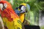 София Ринг Мол стана джунгла заради изложба на папагали