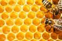 БГ изобретение спасява живота на пчелите