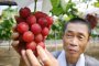 Продадоха чепка грозде за 11 хил. долара в Япония  