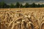    Русия за пръв път може да стане най-големият износител на пшеница