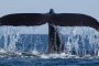   Три кита се появиха в залива на Ровин, заплашени са от засядане