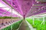Ферма отглежда зеленчуци със 100% възобновяема енергия и 90% по-малко вода