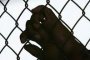   Четири жени от Ирак влизат в затвора в Сливен
