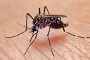   Идват страшни болести с комарите напролет